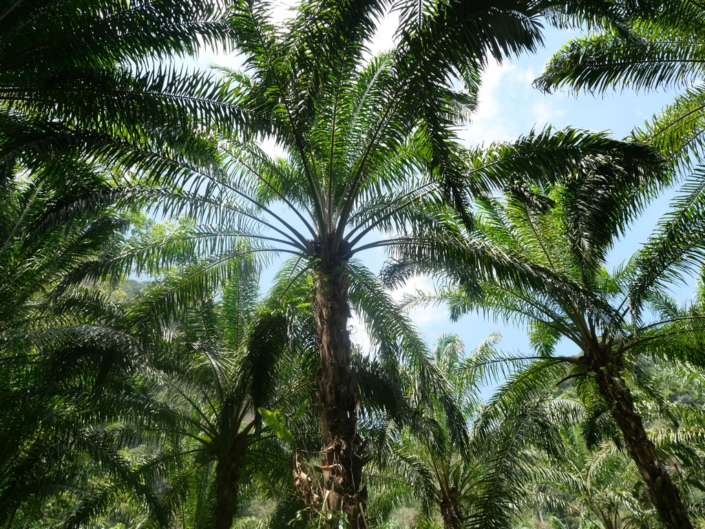 Tropical Tree Tops – Leisha Mofford