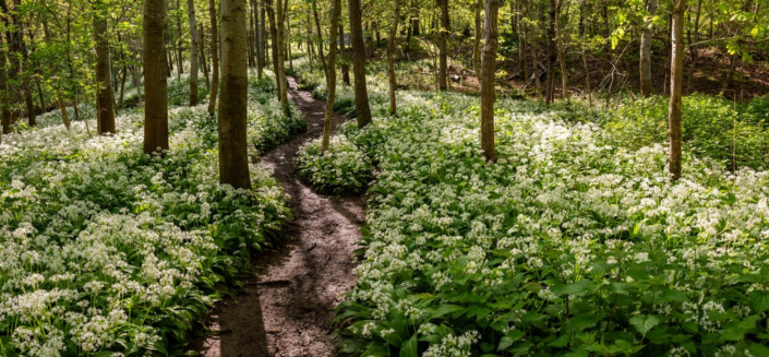 Wild Garlic Wood – Kevan Bassington
