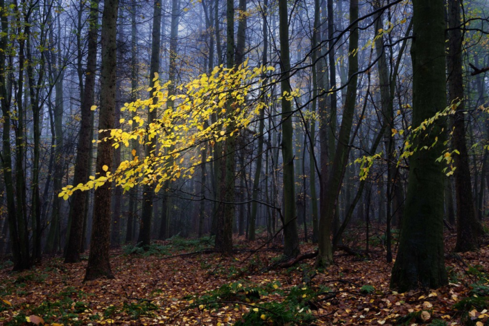 Yellow Leaves – Adrian Chandler