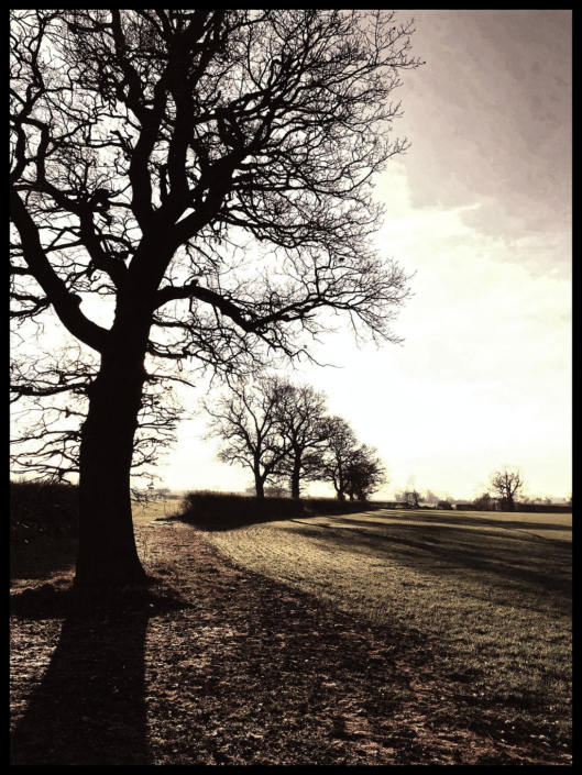 Bare Trees – Trevor Jordan