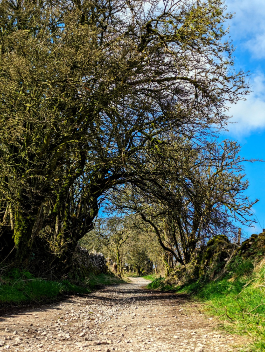 Sunny Path – Natalie Collins