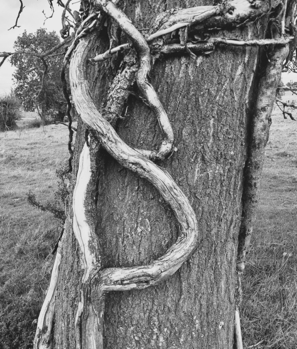 Vine – Chris Bowers Vine - Chris Bowers