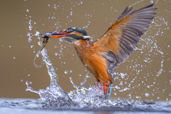 Bursting Out Of The Deep By Wayne Weedon