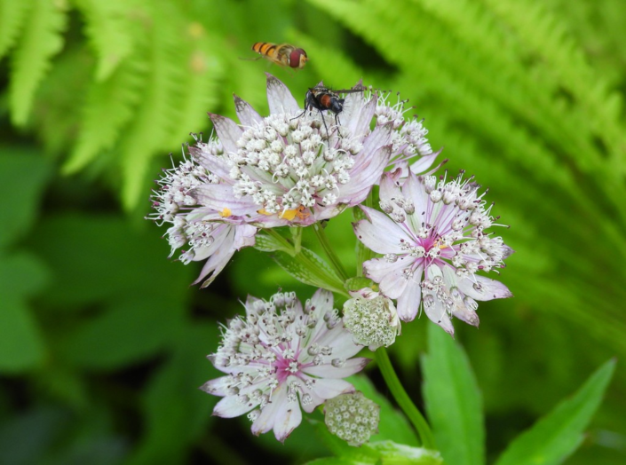 Astrantia Flower And Hover Flies At Coton Manor Gardens – Judith Picker