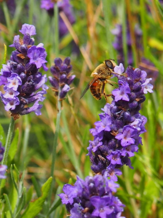 Bee On Lavender – Julian Oates