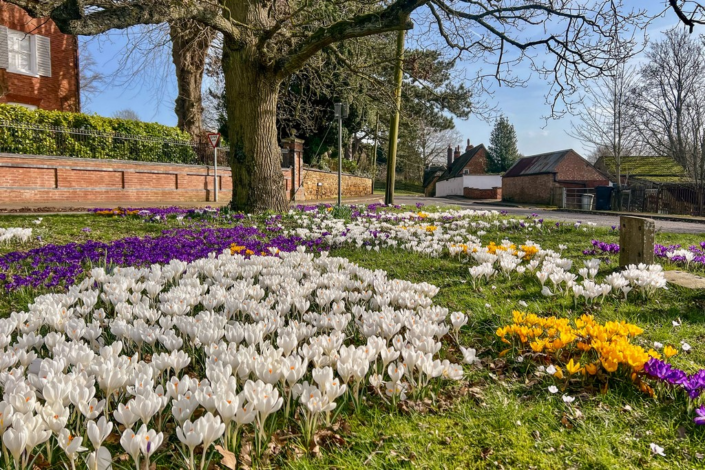 Crocus – Colin Waite
