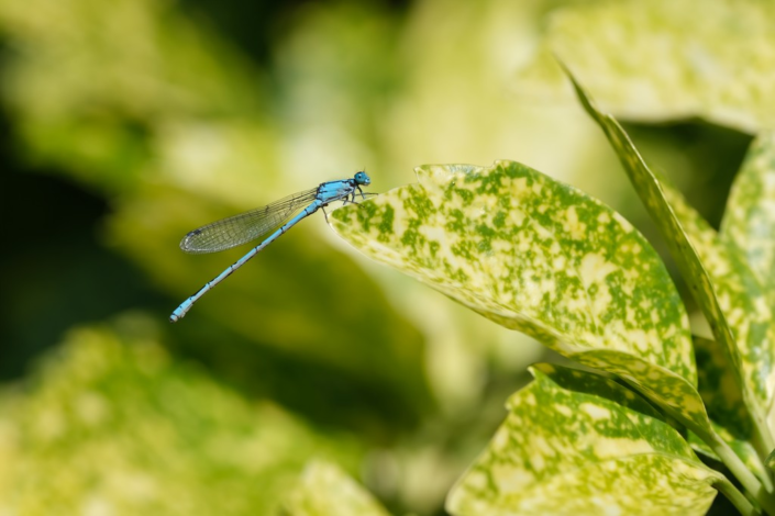 Distressed Damsel – Alastair Bell