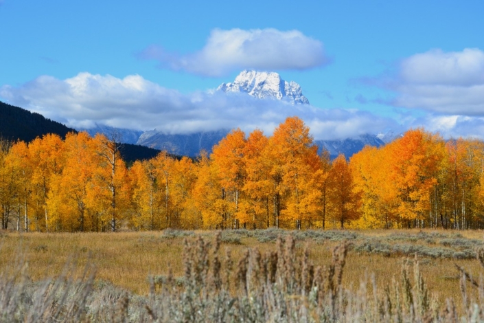 Fabulous Fall At Grand Teton - Chrissie Shun