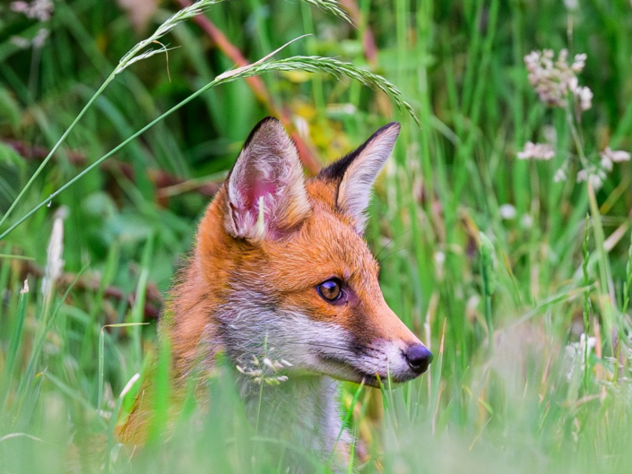 Fox Cub by Pyers Tucker
