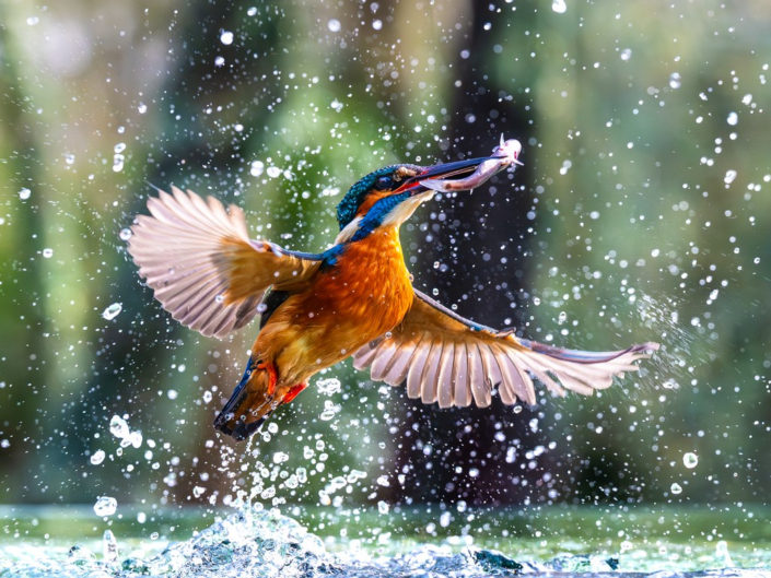 Gotcha by Pyers Tucker