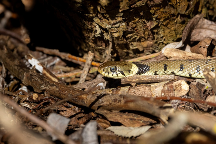Grass Snake by Colin Waite