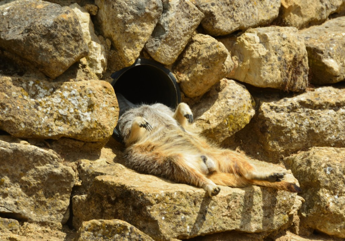 Lazy Days by Chris Bowers