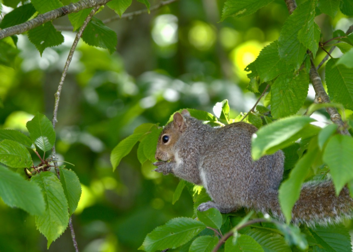 Nuts! by Gerry McGovern