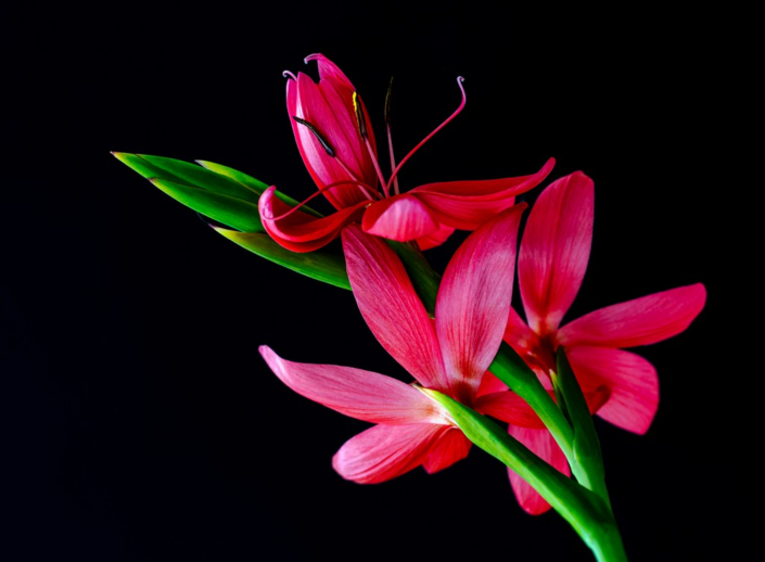 River Lily by David Kallmeier