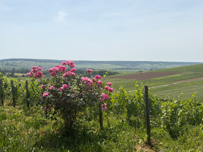 Roses Of The Vinyard by Leisha Mofford
