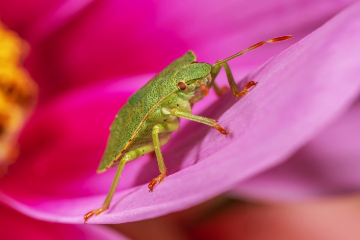 Shield Bug Nymph – David Kallmeier