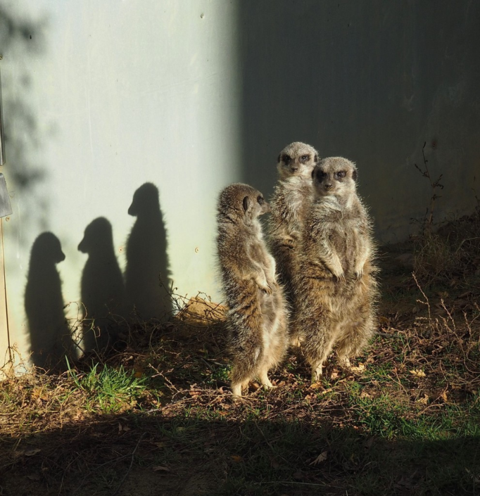 Simples by Julian Oates