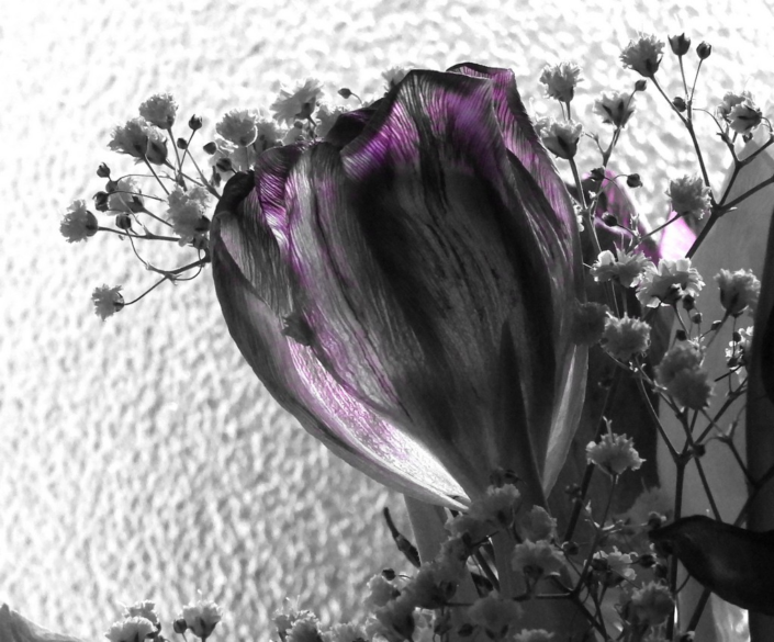 Tulip – Judith Picker