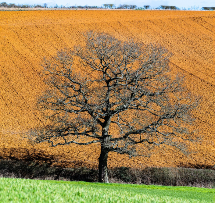 Two Trees – Pyers Tucker