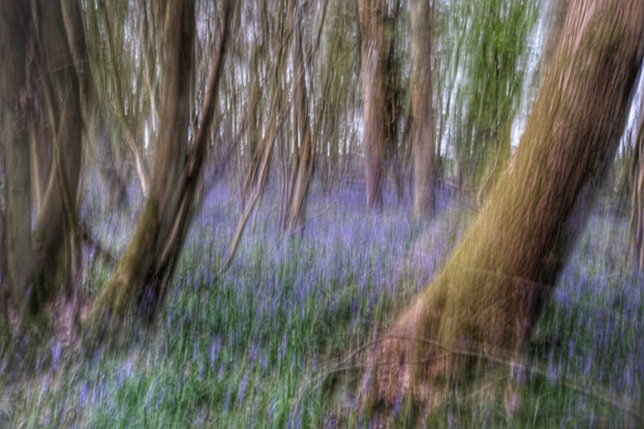 Bluebells by Andrew Jackson