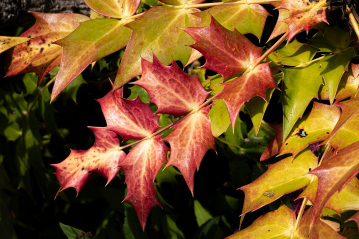 Prickly Colours by Tony Teague