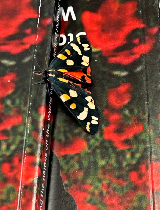 Tiger Moth – Liz Parker